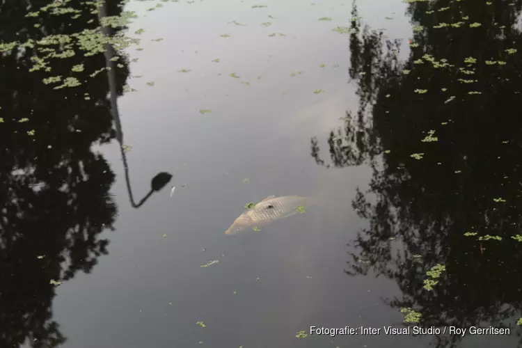 Vissen komen boven drijven in Amstelveense sloot