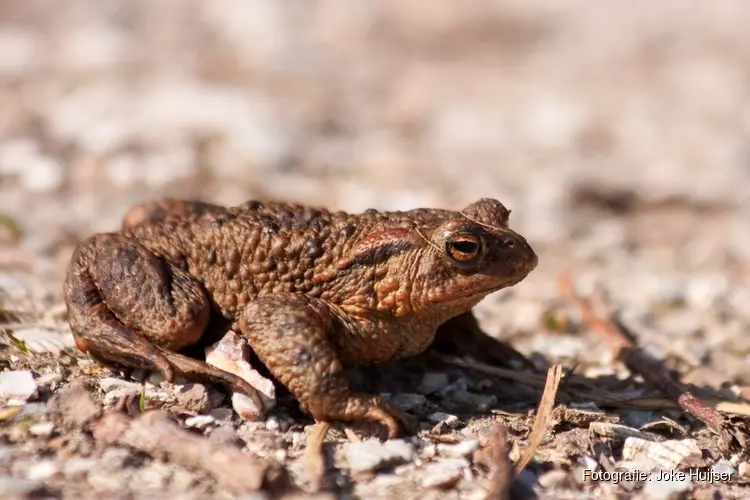 Paddentrek komt dit jaar vroeg op gang: paddenbeschermers gezocht