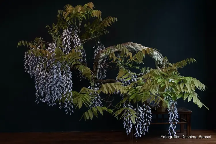 Bonsai Demonstratie in het Flower Art Museum