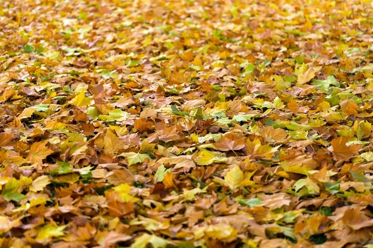 Start opruimen herfstbladeren